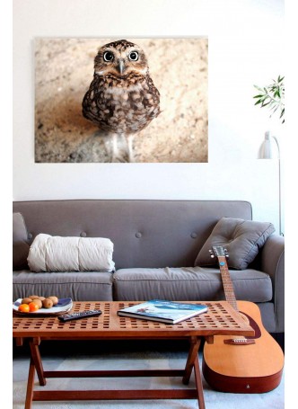 Yavru Baykuş Kanvas Tablo